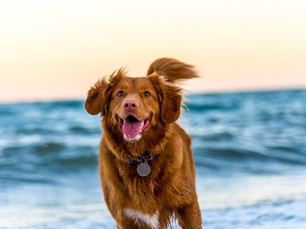 A brown dog running on a beach